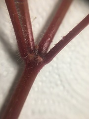 Geranium robertianum