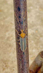 Oxycopis mcdonaldi