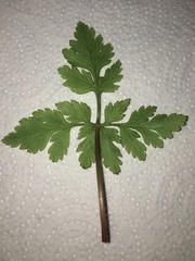 Geranium robertianum