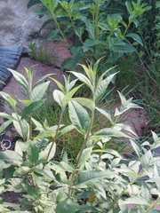 Buddleja davidii