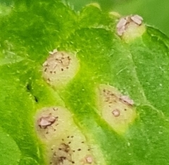 Tuberculina persicina