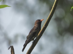 Chrysococcyx xanthorhynchus