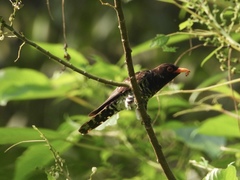 Chrysococcyx xanthorhynchus