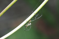 Leucauge blanda