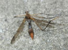 Ptychoptera albimana