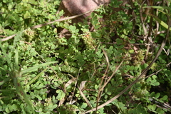 Indigofera macrocalyx