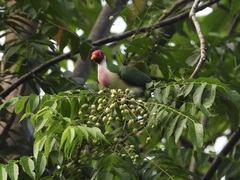 Ptilinopus jambu
