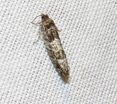 Pseudexentera maracana