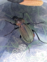 Carabus monilis