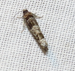 Pseudexentera maracana