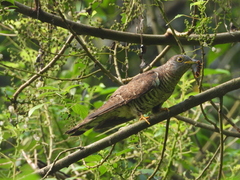 Cuculus micropterus