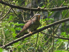 Cuculus micropterus
