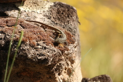 Podarcis guadarramae