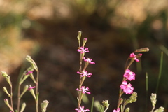 Silene