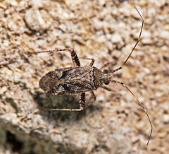 Phytocoris eximius