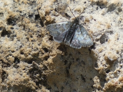 Metaxmeste phrygialis