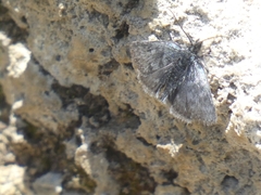 Metaxmeste phrygialis