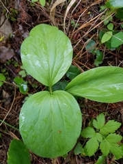 Trillium petiolatum