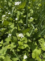 Alliaria petiolata