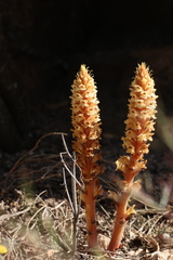 Orobanche amethystea