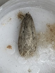 Semioscopis megamicrella