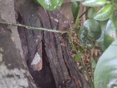 Scaptotrigona mexicana