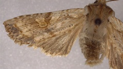 Lithophane bethunei