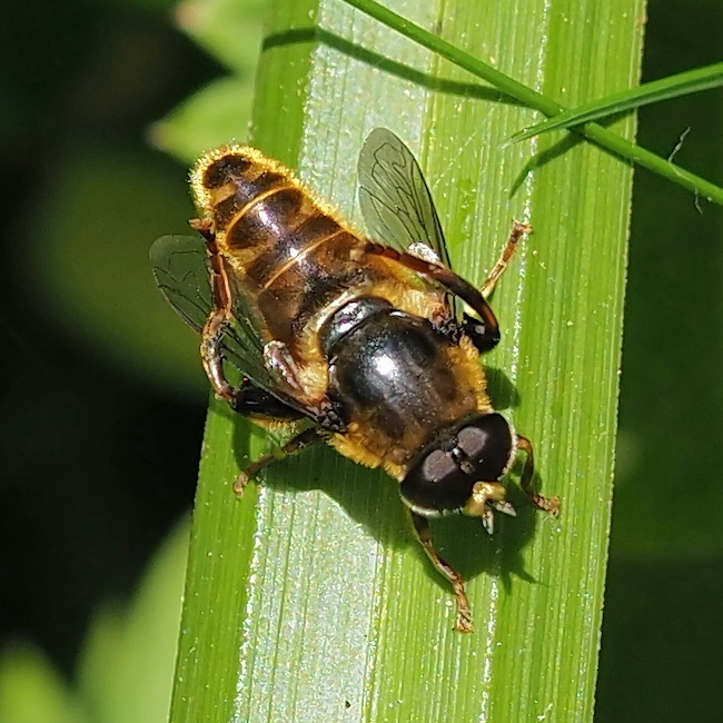 Avidumerodon