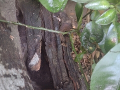 Scaptotrigona mexicana