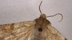 Lithophane bethunei