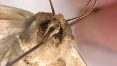 Lithophane bethunei