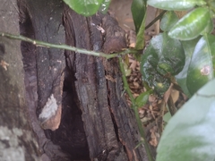 Scaptotrigona mexicana