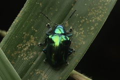 Platycorynus chalybaeus