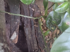 Scaptotrigona mexicana