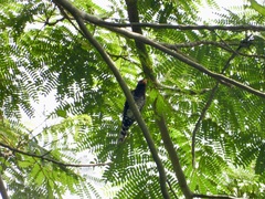 Chrysococcyx xanthorhynchus