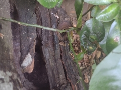Scaptotrigona mexicana