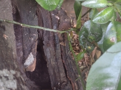 Scaptotrigona mexicana