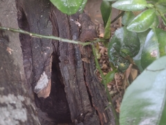 Scaptotrigona mexicana