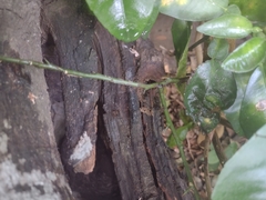 Scaptotrigona mexicana