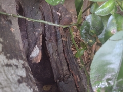Scaptotrigona mexicana