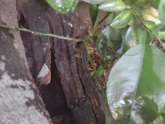Scaptotrigona mexicana