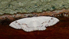 Teldenia alba