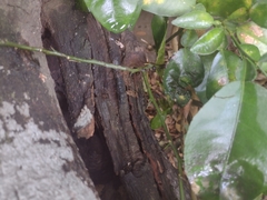 Scaptotrigona mexicana