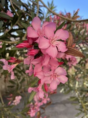 Nerium oleander