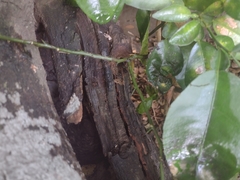 Scaptotrigona mexicana