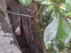 Scaptotrigona mexicana