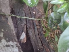 Scaptotrigona mexicana