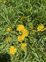Taraxacum officinale