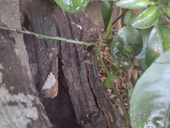 Scaptotrigona mexicana