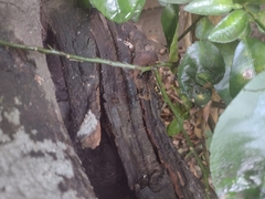 Scaptotrigona mexicana